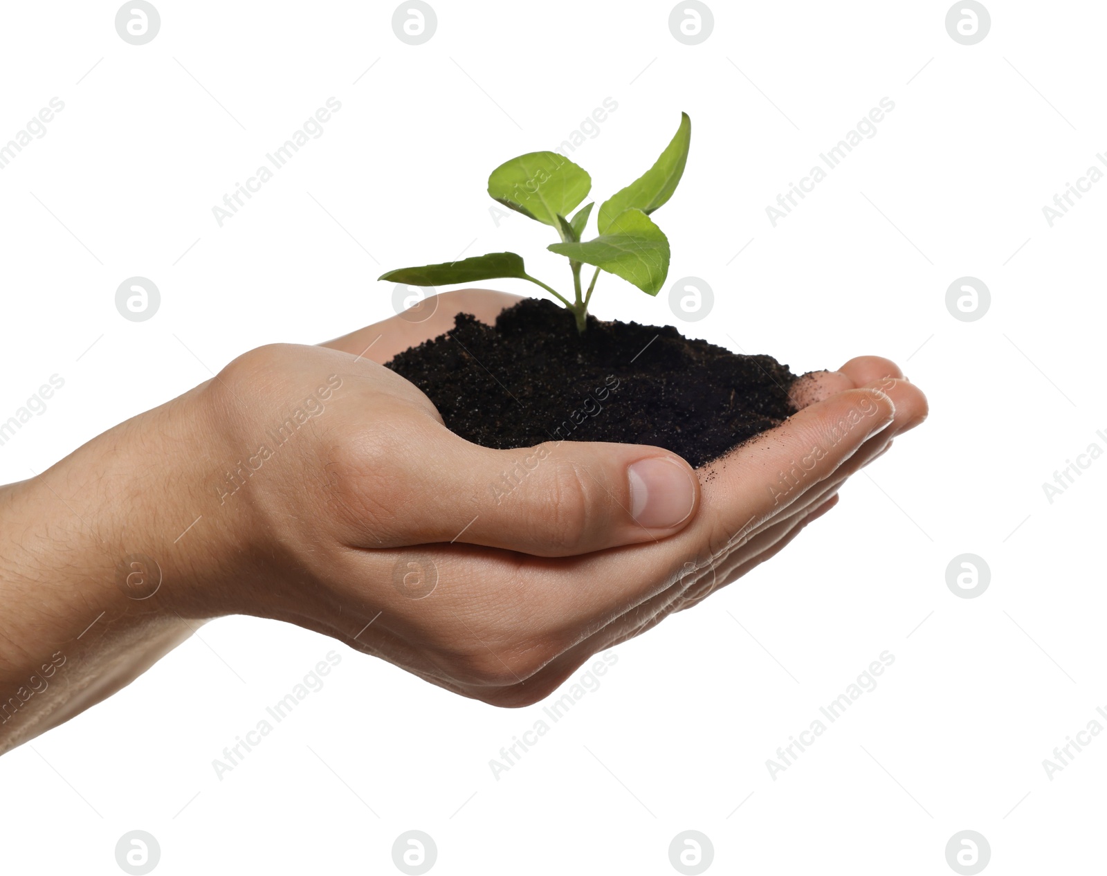 Photo of Environmental protection. Man holding seedling with pile of soil on white background, closeup