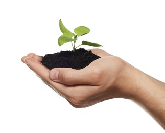 Environmental protection. Man holding seedling with pile of soil on white background, closeup