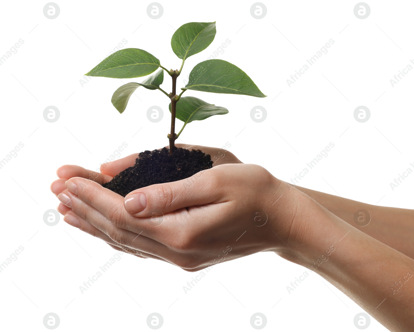 Photo of Environmental protection. Woman holding seedling with pile of soil on white background, closeup