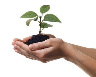 Environmental protection. Woman holding seedling with pile of soil on white background, closeup