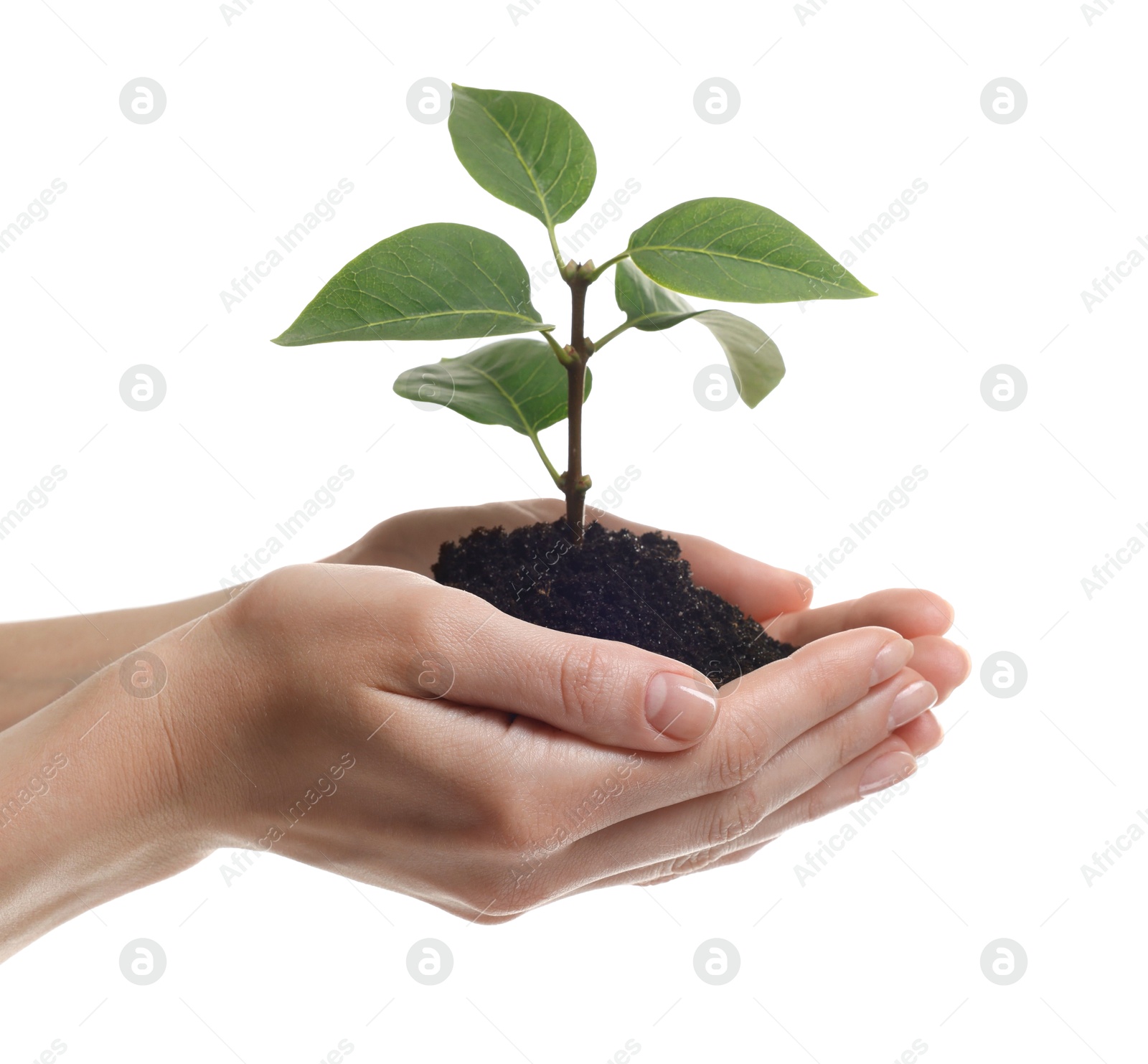 Photo of Environmental protection. Woman holding seedling with pile of soil on white background, closeup