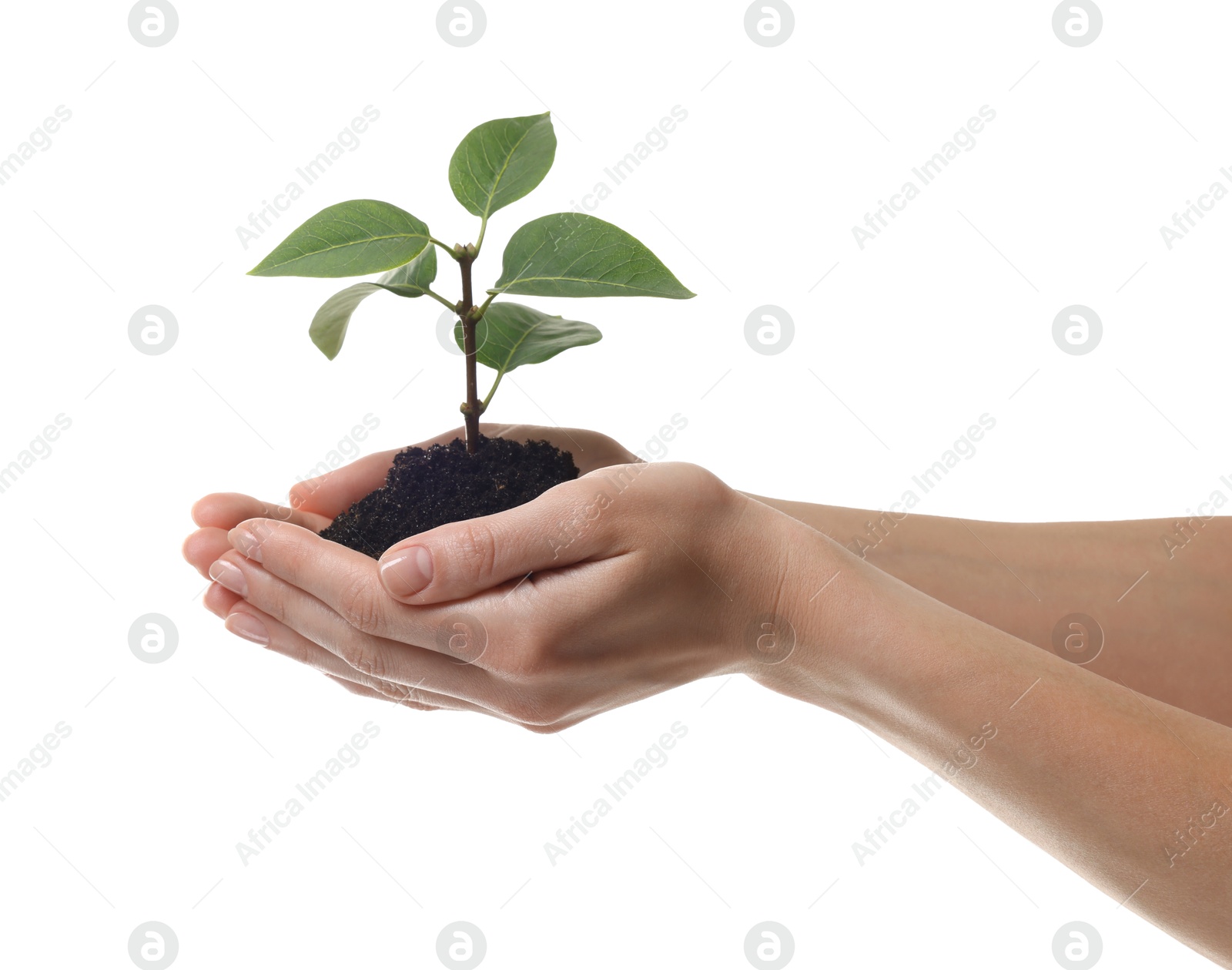 Photo of Environmental protection. Woman holding seedling with pile of soil on white background, closeup