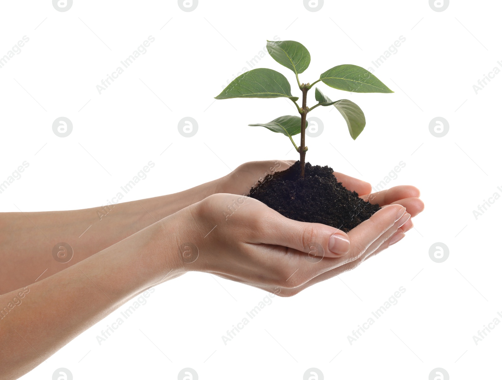 Photo of Environmental protection. Woman holding seedling with pile of soil on white background, closeup