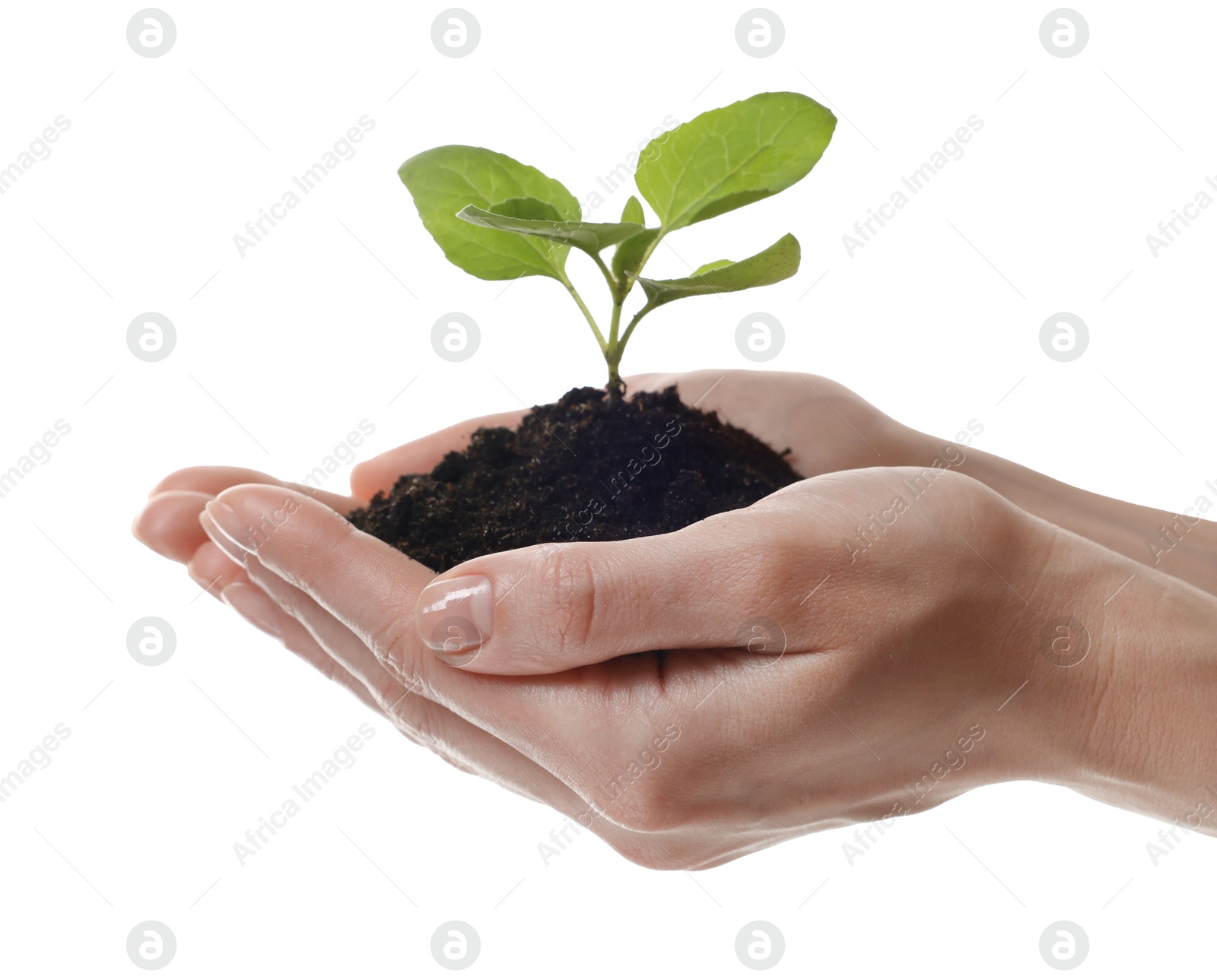 Photo of Environmental protection. Woman holding seedling with pile of soil on white background, closeup