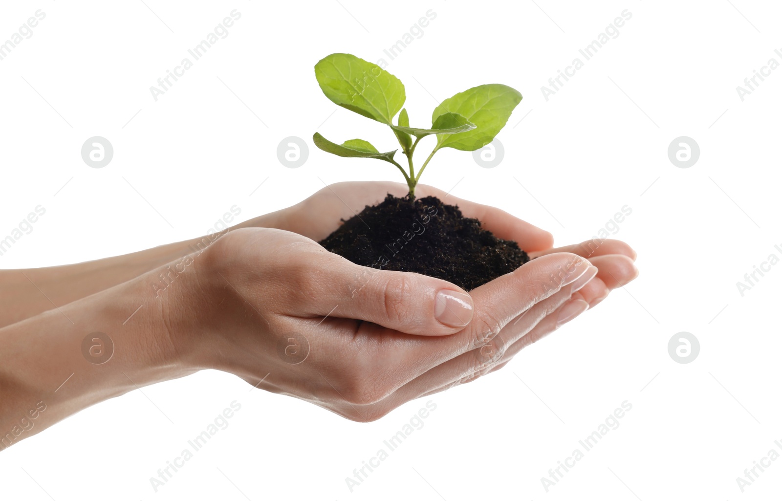 Photo of Environmental protection. Woman holding seedling with pile of soil on white background, closeup