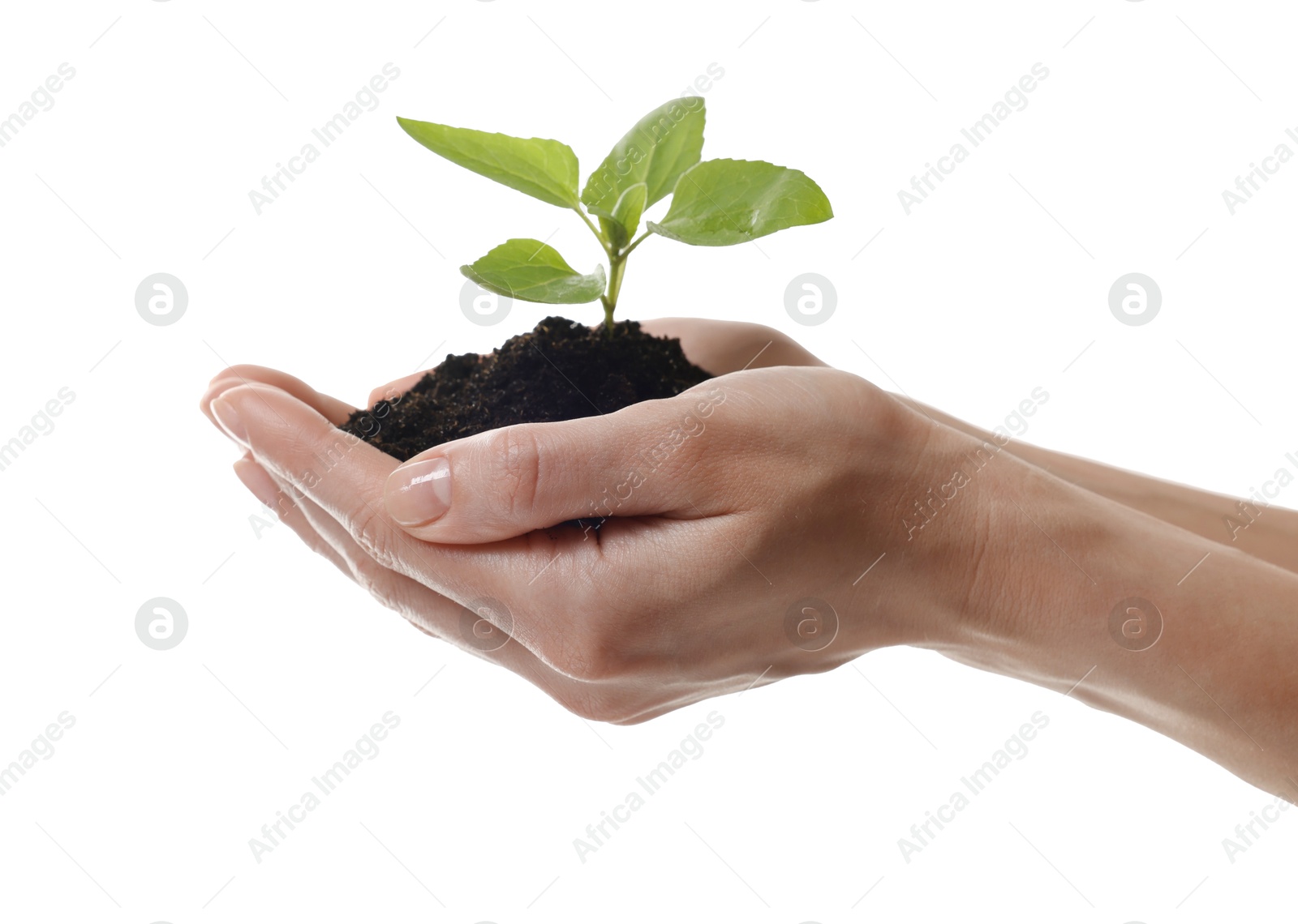 Photo of Environmental protection. Woman holding seedling with pile of soil on white background, closeup