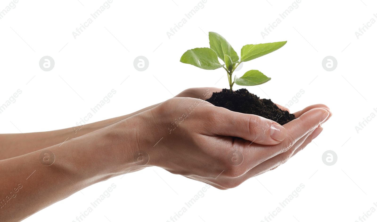 Photo of Environmental protection. Woman holding seedling with pile of soil on white background, closeup