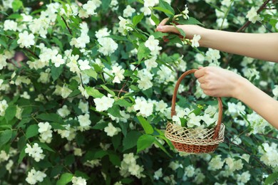 Woman holding wicker basket with jasmine flowers near shrub outdoors, closeup