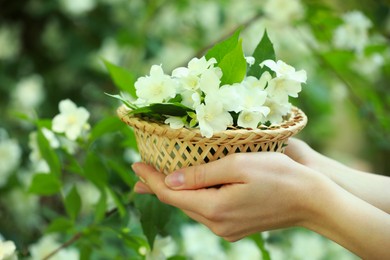 Woman holding wicker basket with jasmine flowers outdoors, closeup