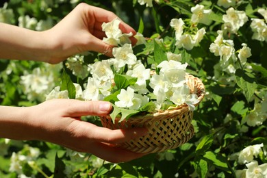 Woman holding wicker basket with jasmine flowers near shrub outdoors, closeup