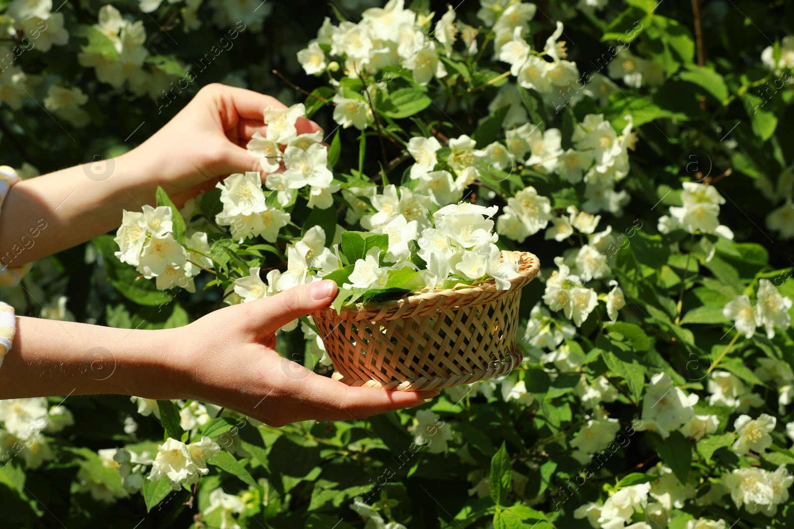 Photo of Woman holding wicker basket with jasmine flowers near shrub outdoors, closeup