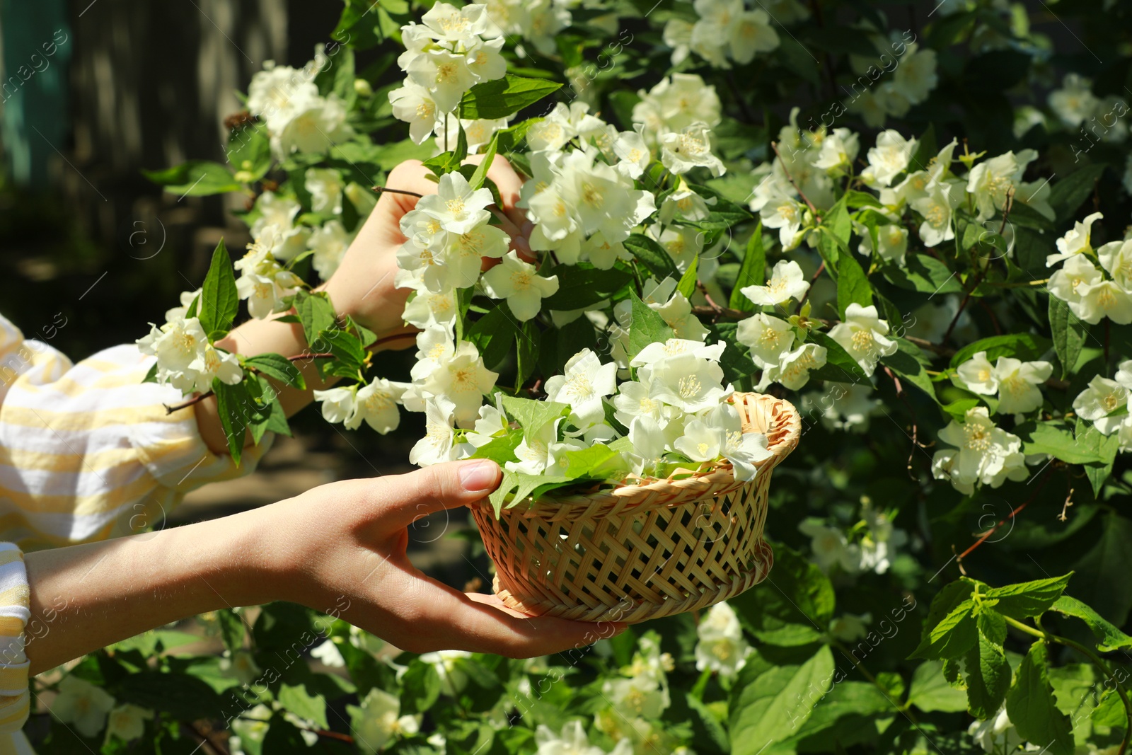 Photo of Woman holding wicker basket with jasmine flowers near shrub outdoors, closeup