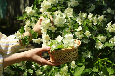 Woman holding wicker basket with jasmine flowers near shrub outdoors, closeup