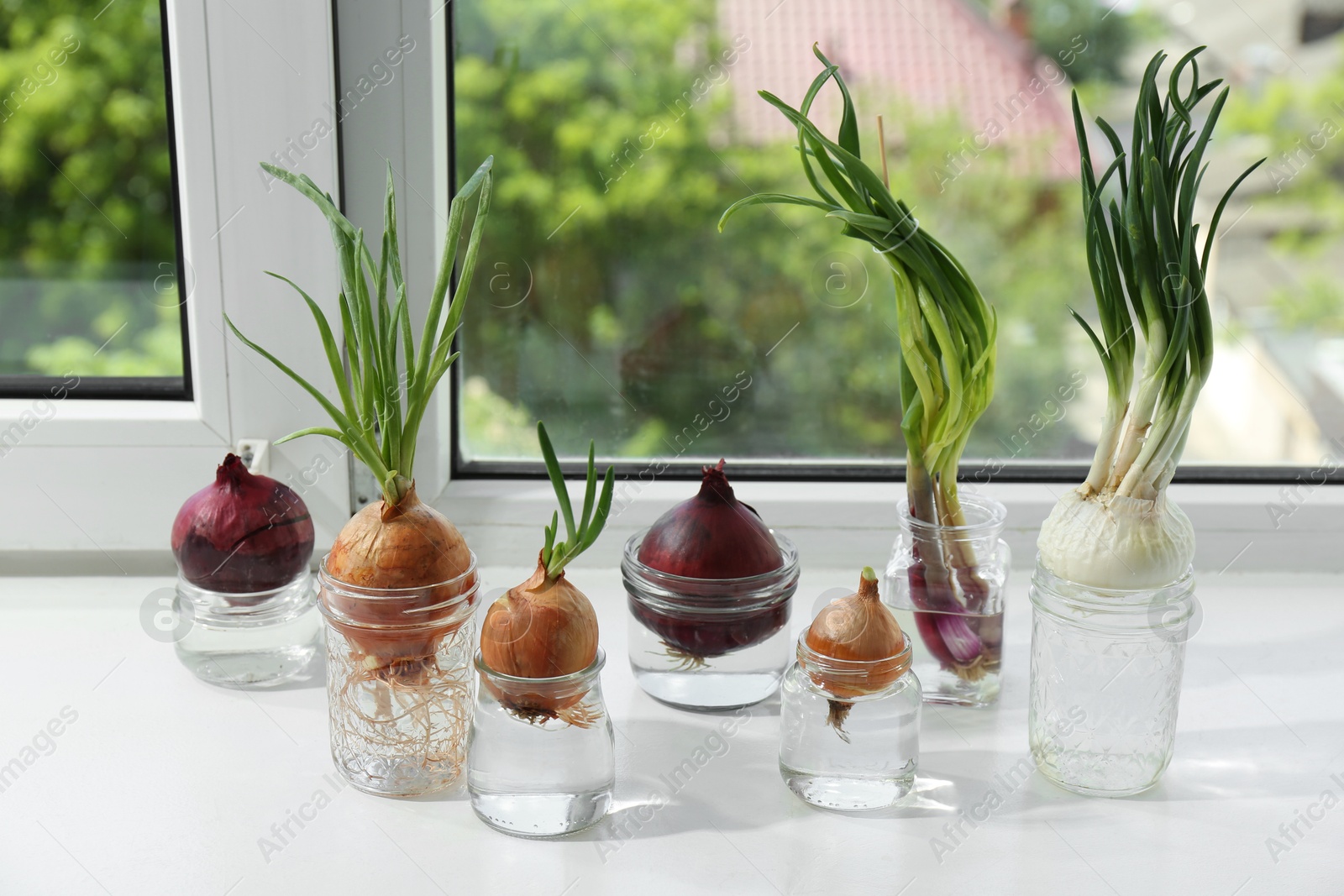 Photo of Many sprouted onions in glasses with water on window sill