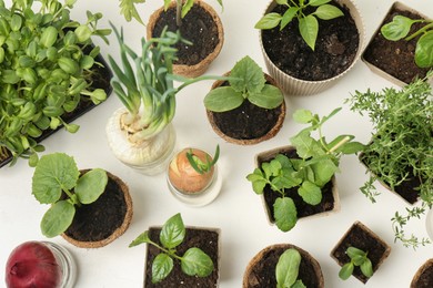 Photo of Many different seedlings in pots and sprouted onions on white background, flat lay