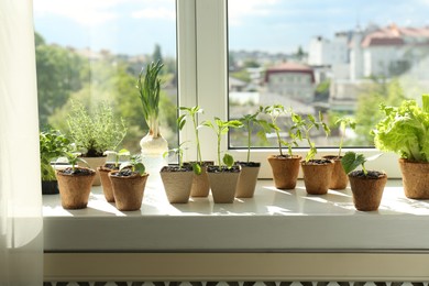 Many different seedlings growing in pots on window sill