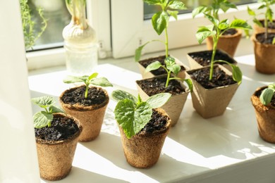 Photo of Many different seedlings growing in pots on window sill, closeup