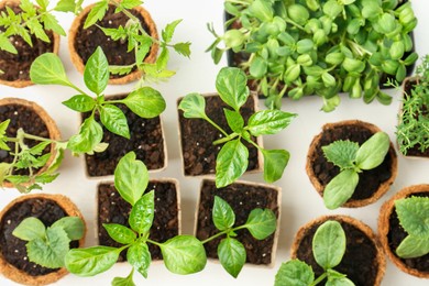 Photo of Many different seedlings in pots on white background, flat lay