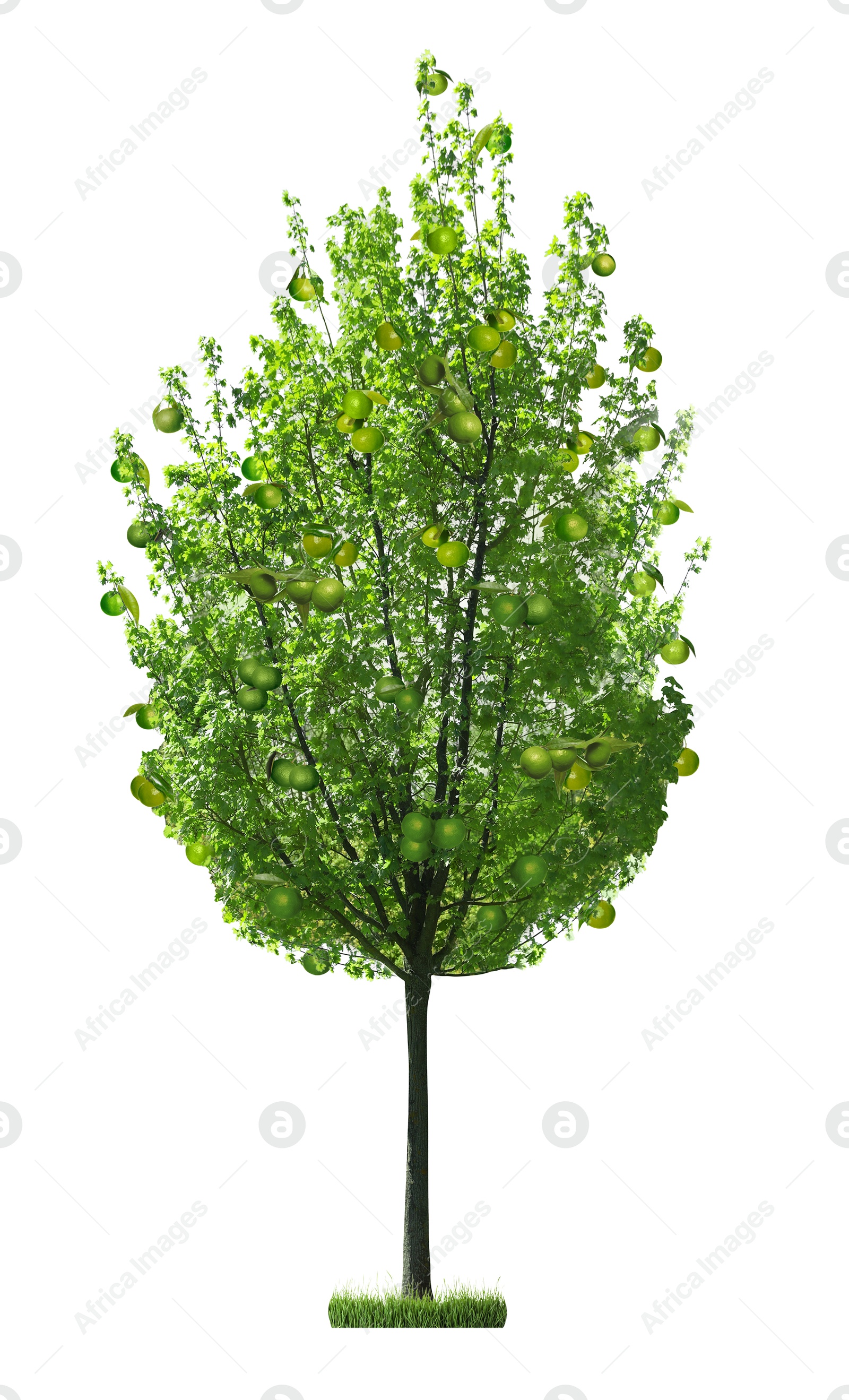 Image of Tree with green tangerines and leaves isolated on white