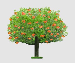 Image of Tree with grapefruits and green leaves isolated on white