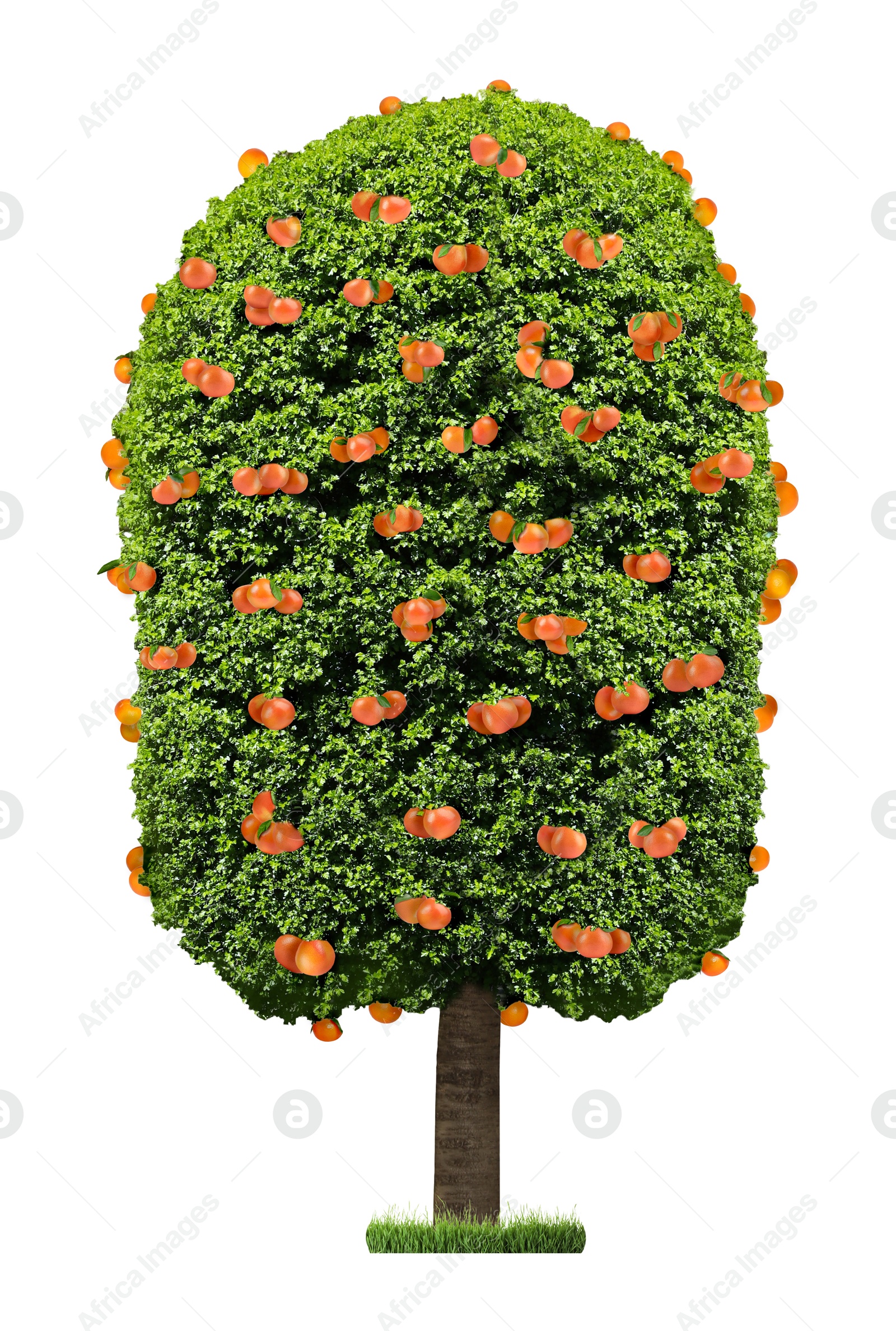 Image of Tree with grapefruits and green leaves isolated on white