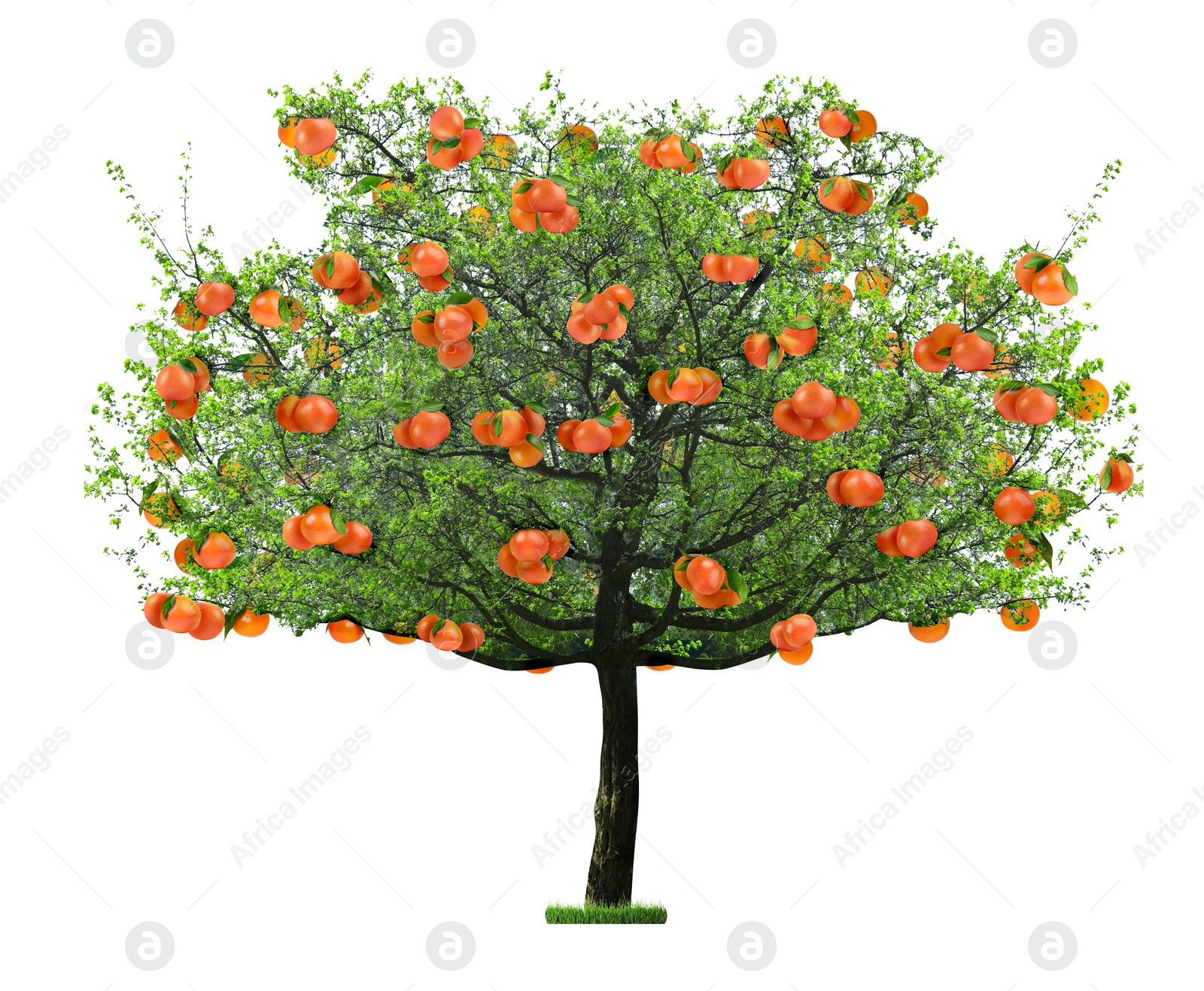 Image of Tree with grapefruits and green leaves isolated on white