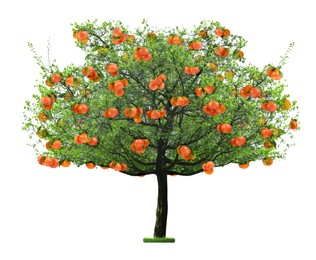 Image of Tree with grapefruits and green leaves isolated on white