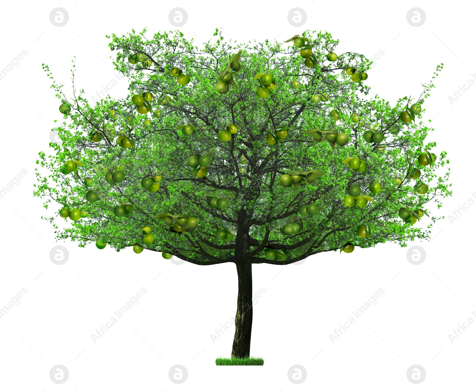 Image of Tree with green tangerines and leaves isolated on white