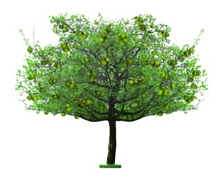 Image of Tree with green tangerines and leaves isolated on white