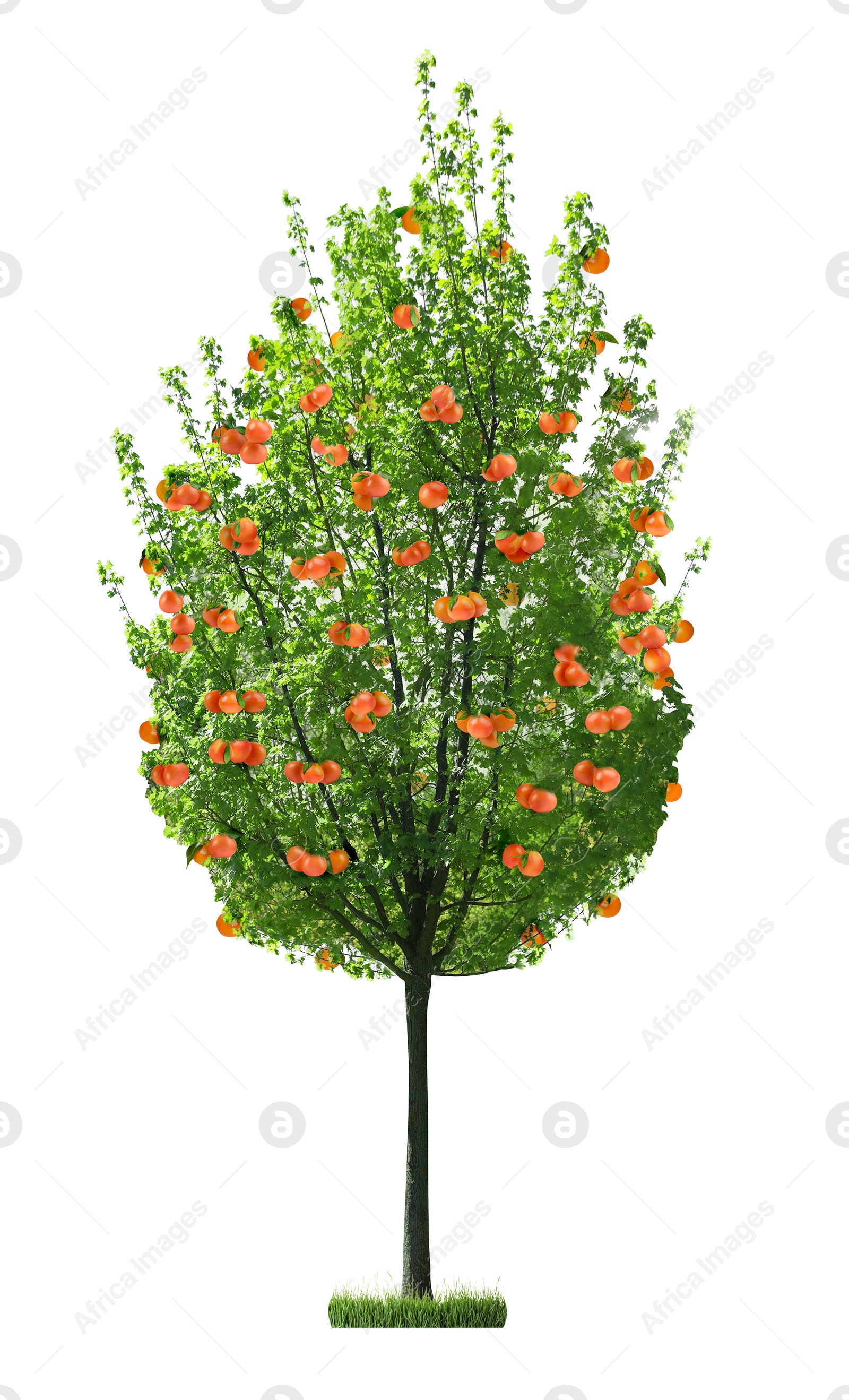 Image of Tree with grapefruits and green leaves isolated on white