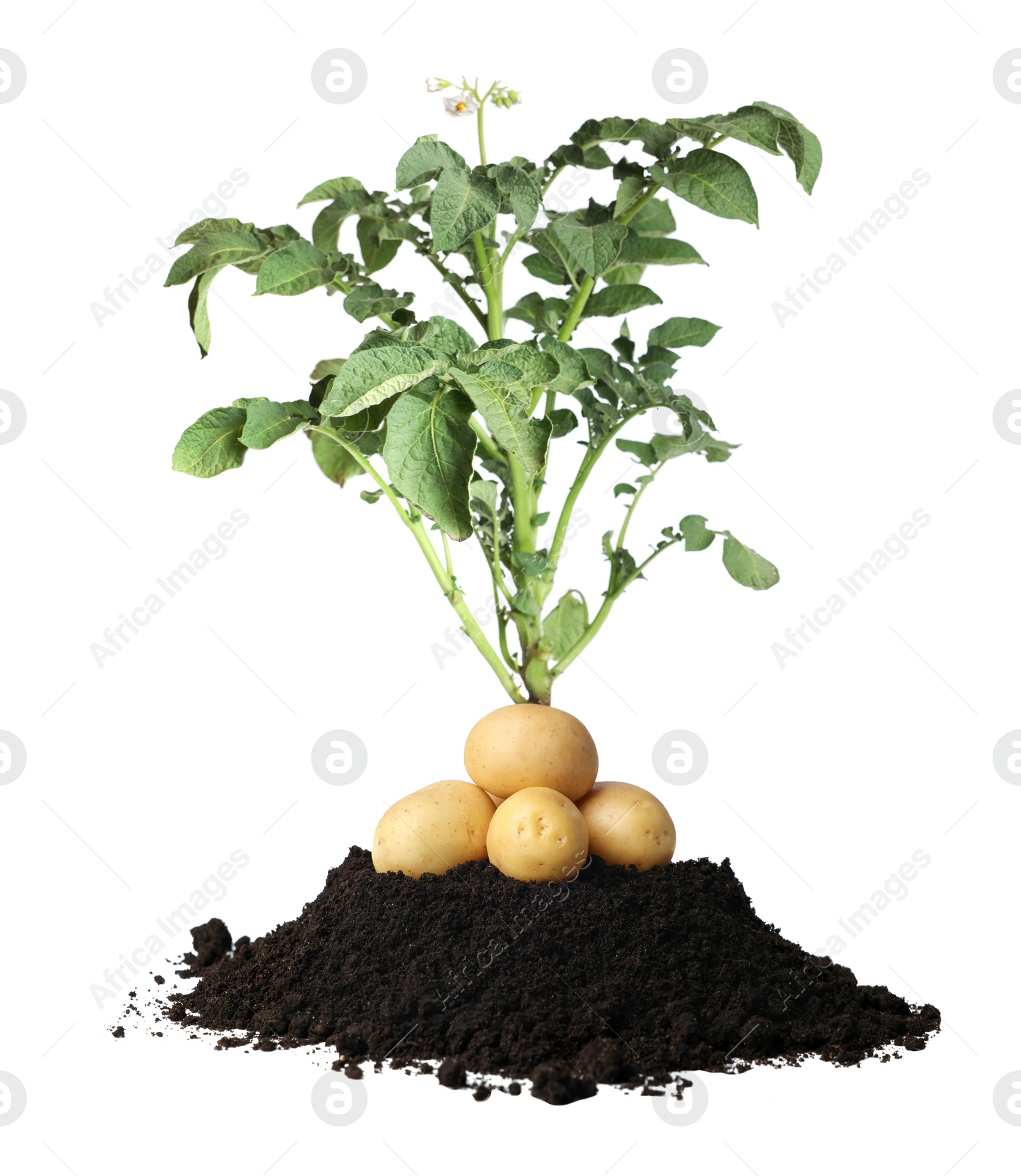 Image of Potato plant, soil and tubers isolated on white