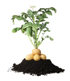 Potato plant, soil and tubers isolated on white