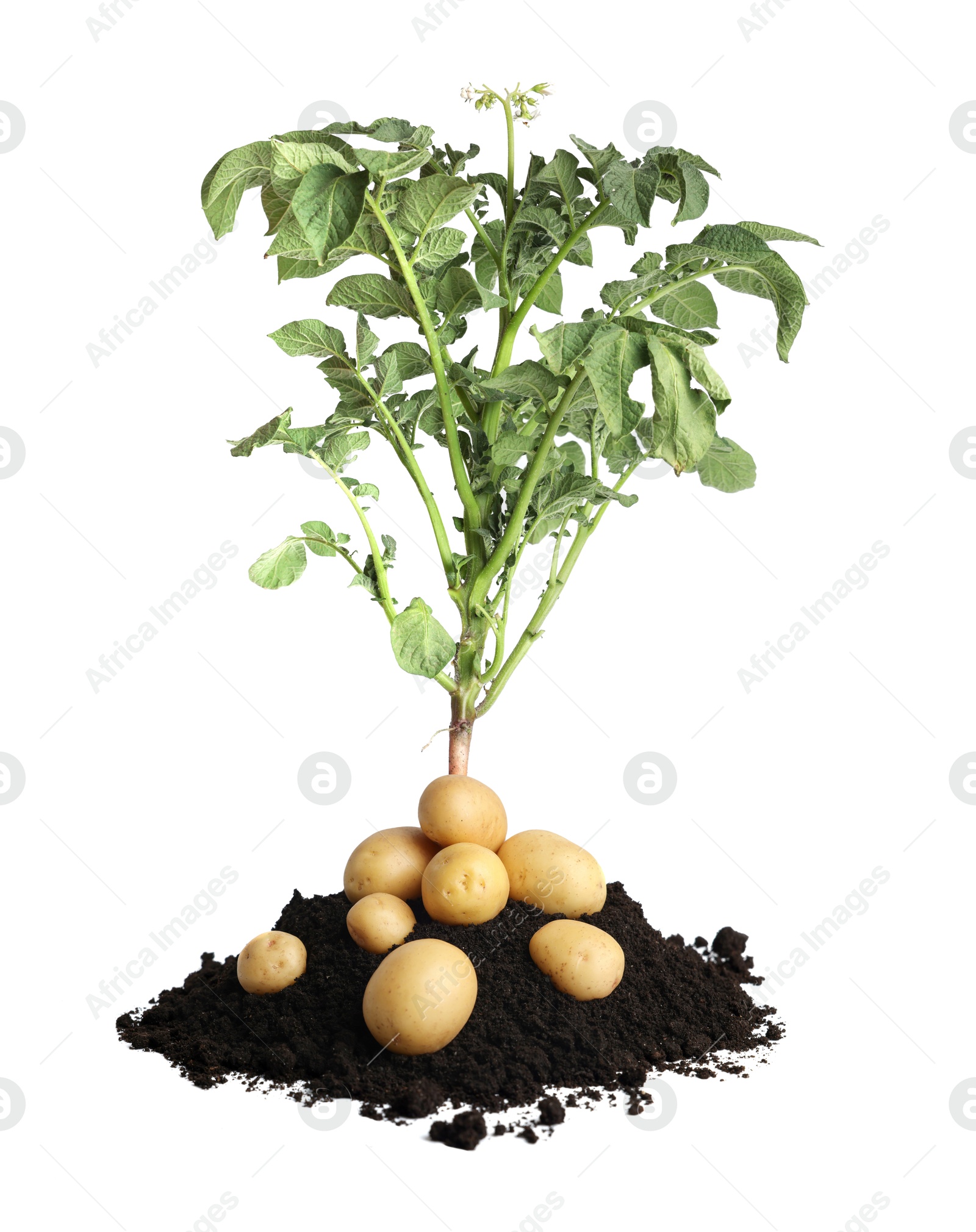 Image of Potato plant, soil and tubers isolated on white