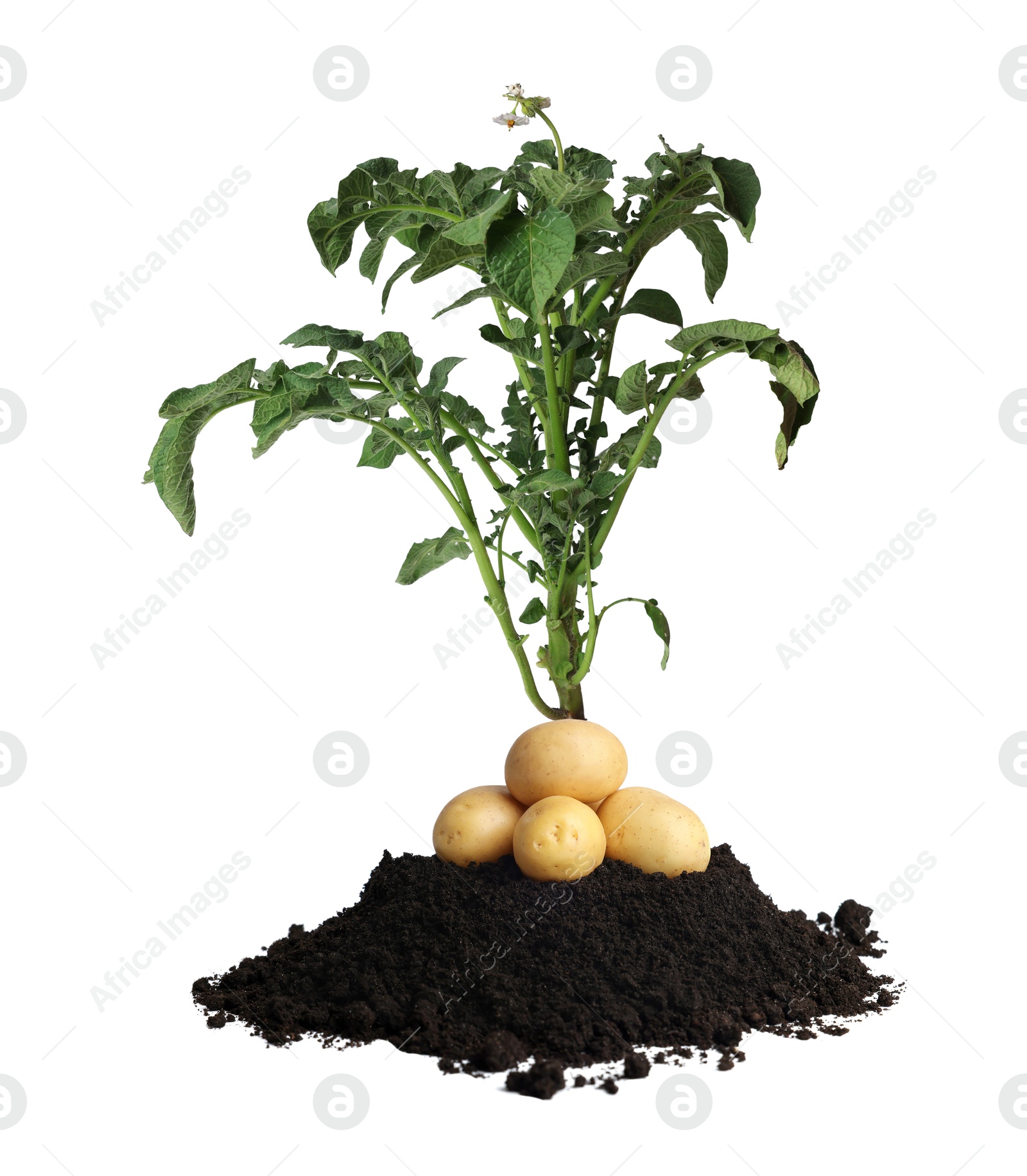 Image of Potato plant, soil and tubers isolated on white