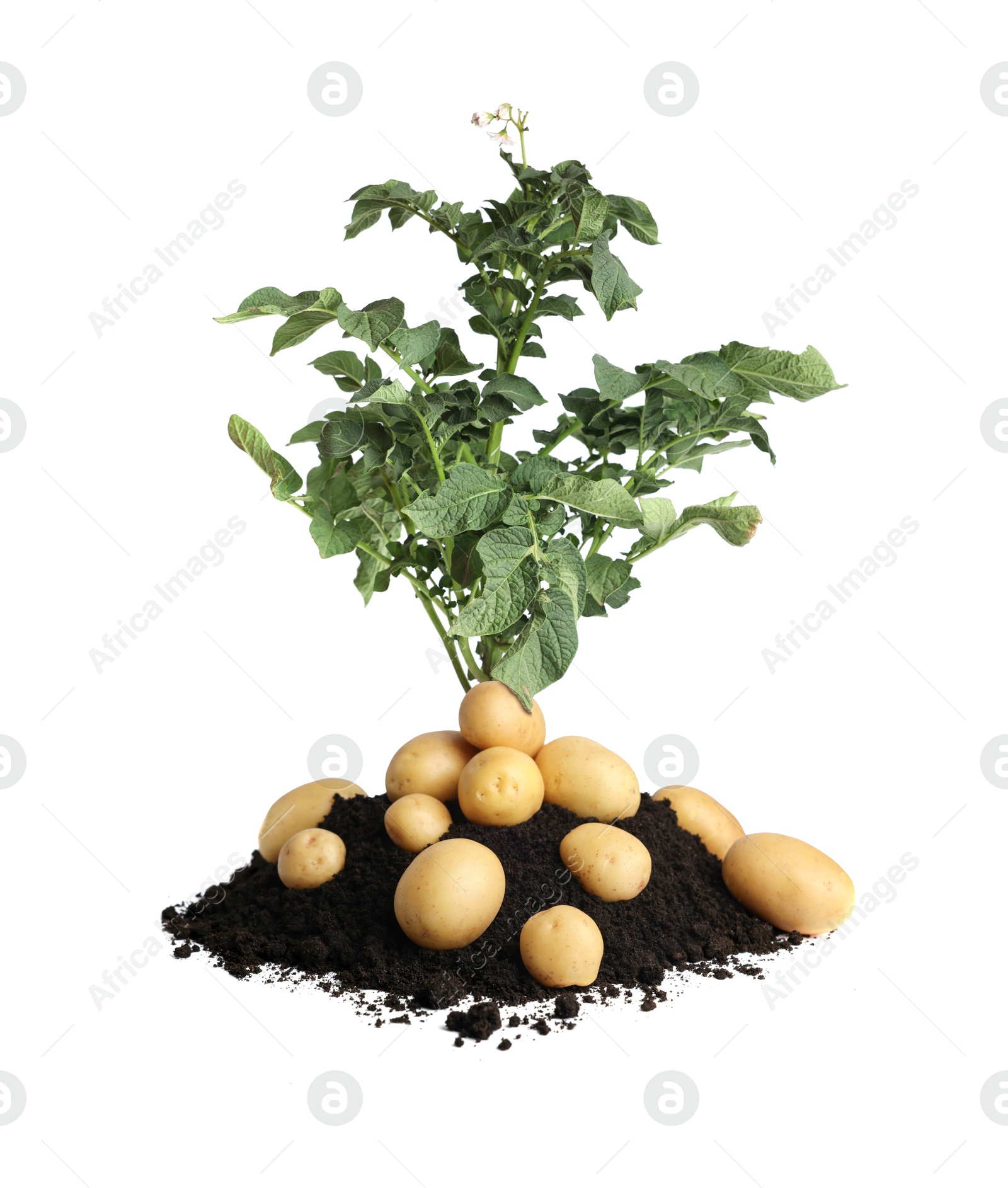 Image of Potato plant, soil and tubers isolated on white