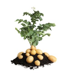 Image of Potato plant, soil and tubers isolated on white