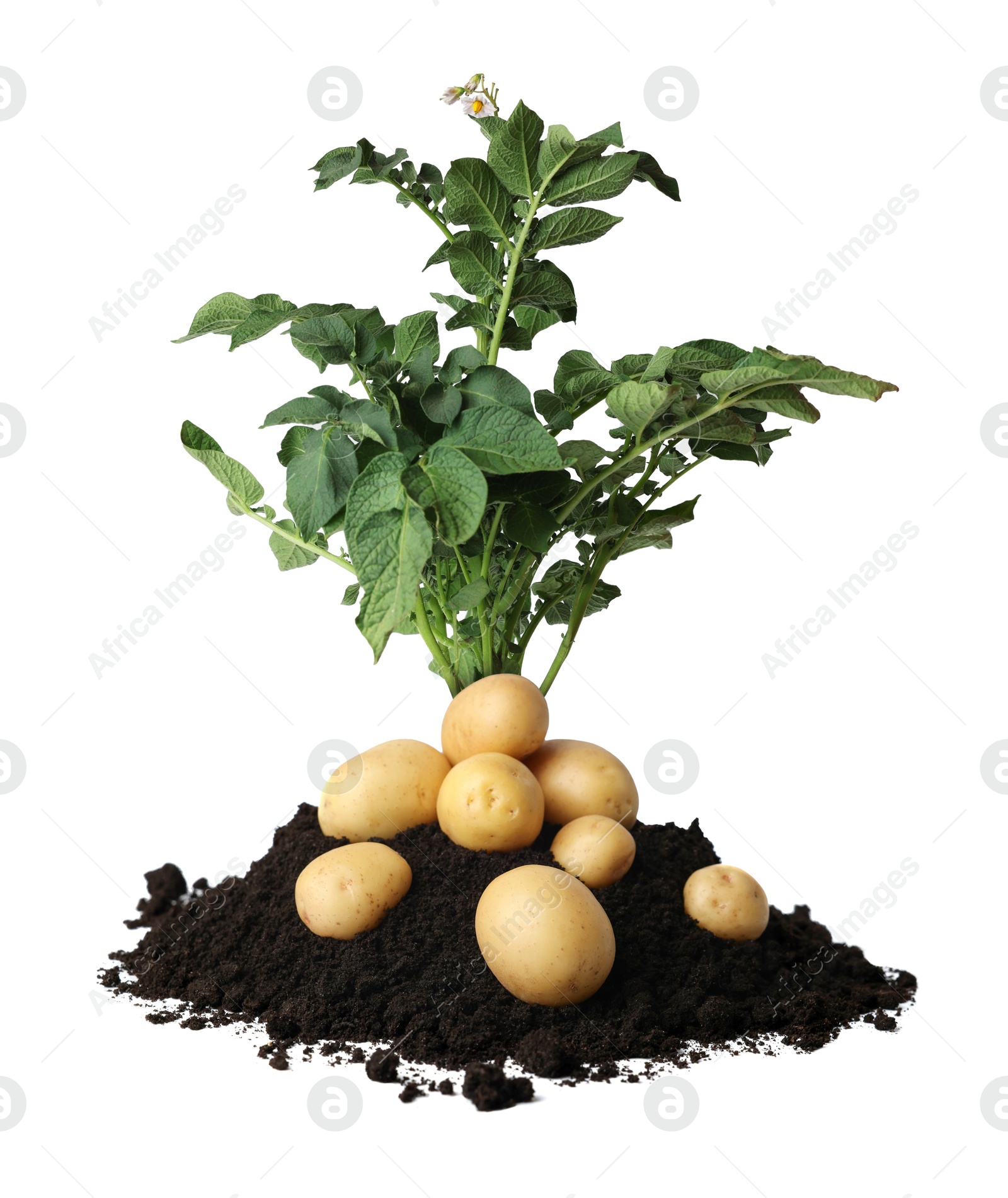 Image of Potato plant, soil and tubers isolated on white