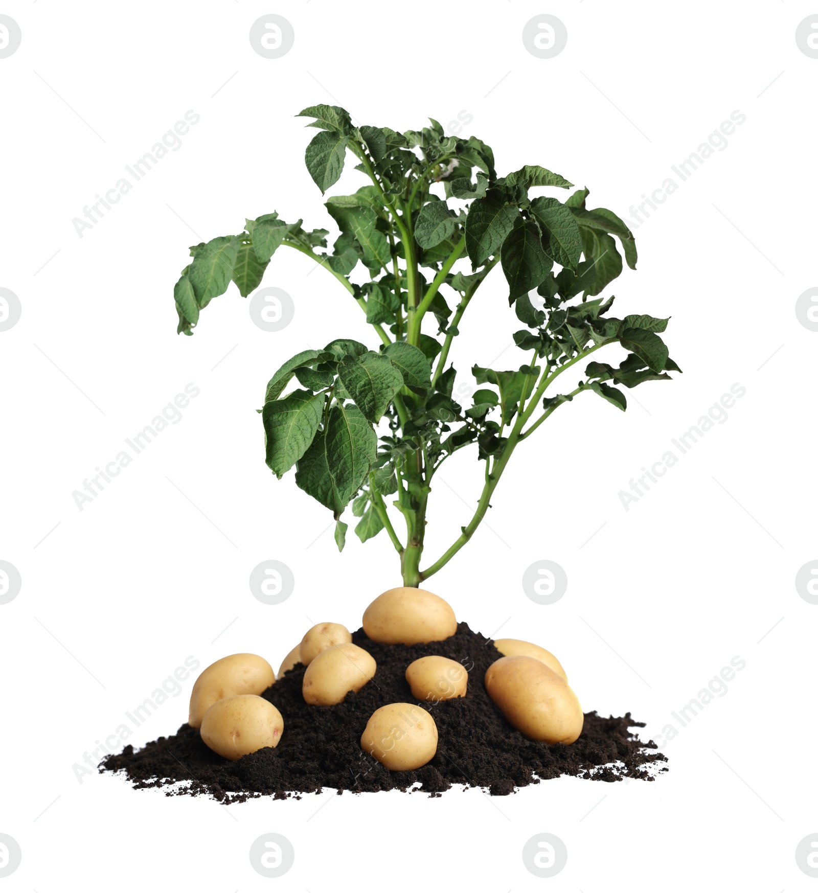 Image of Potato plant, soil and tubers isolated on white