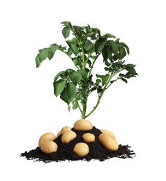 Image of Potato plant, soil and tubers isolated on white