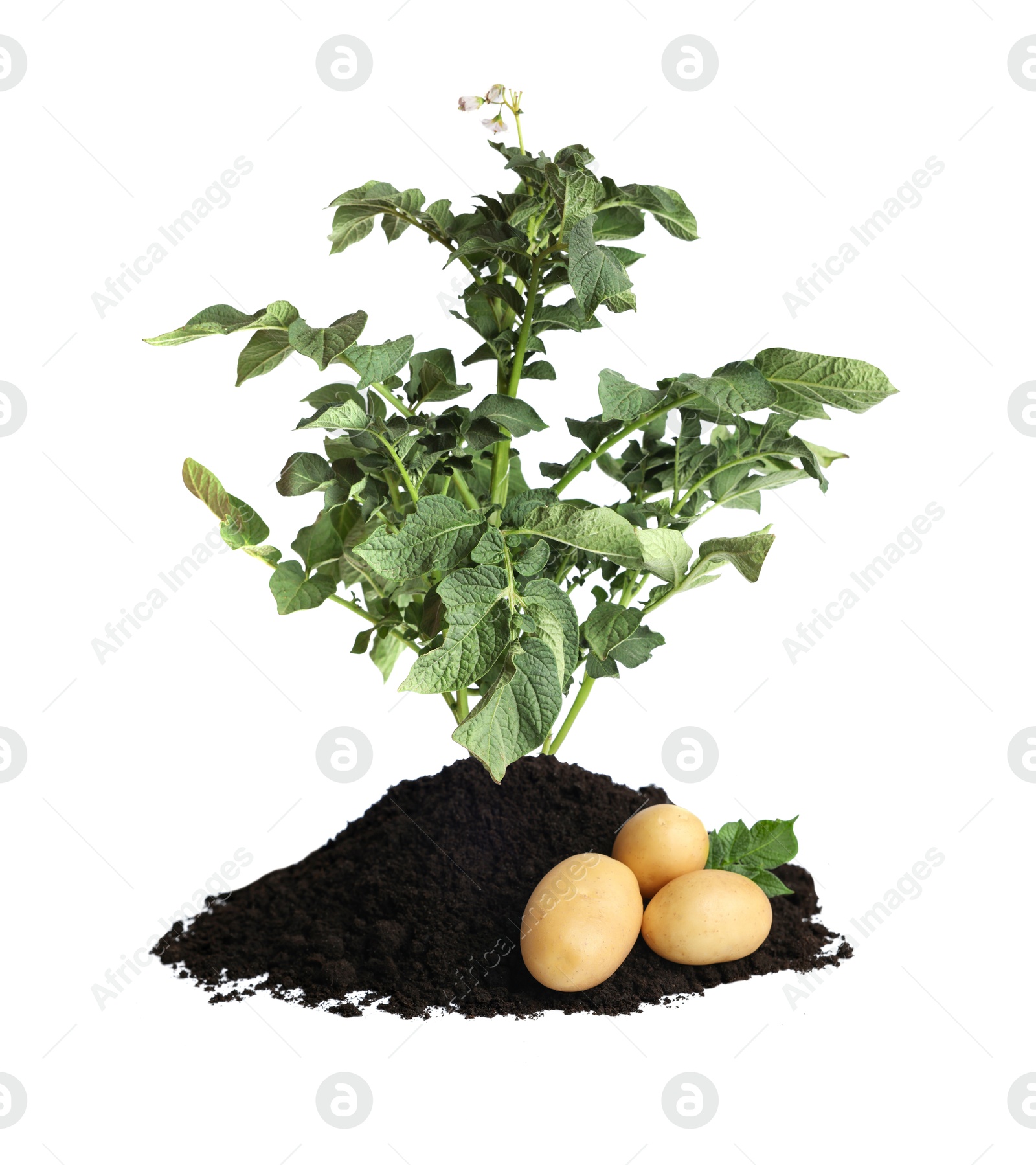 Image of Potato plant, soil and tubers isolated on white