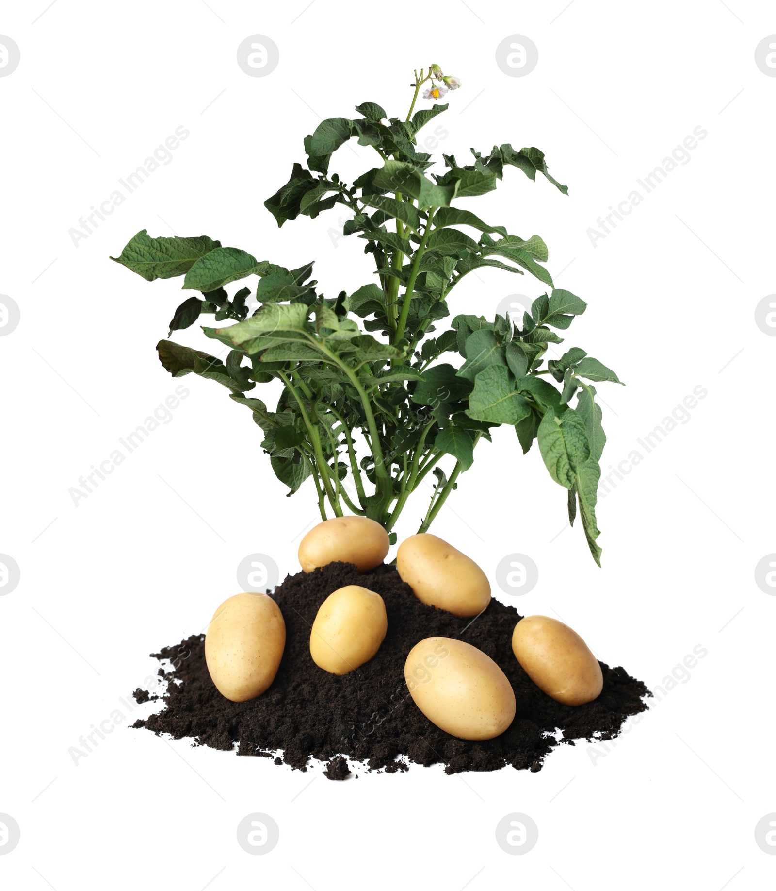 Image of Potato plant, soil and tubers isolated on white