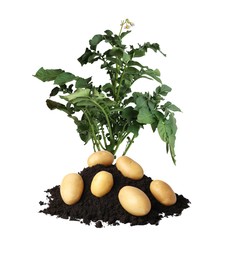 Image of Potato plant, soil and tubers isolated on white