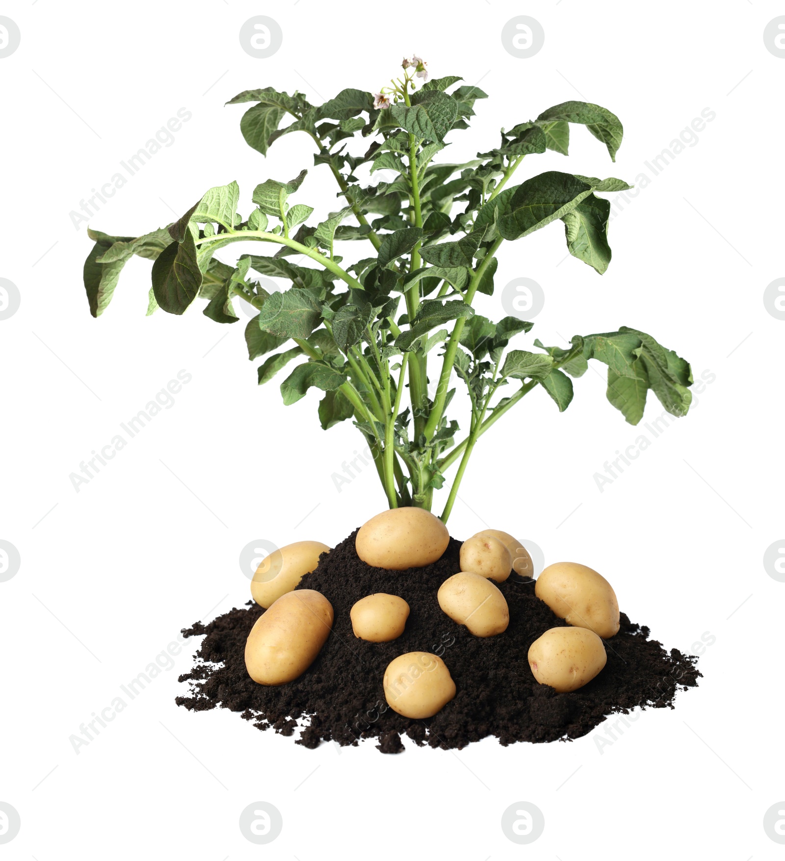 Image of Potato plant, soil and tubers isolated on white