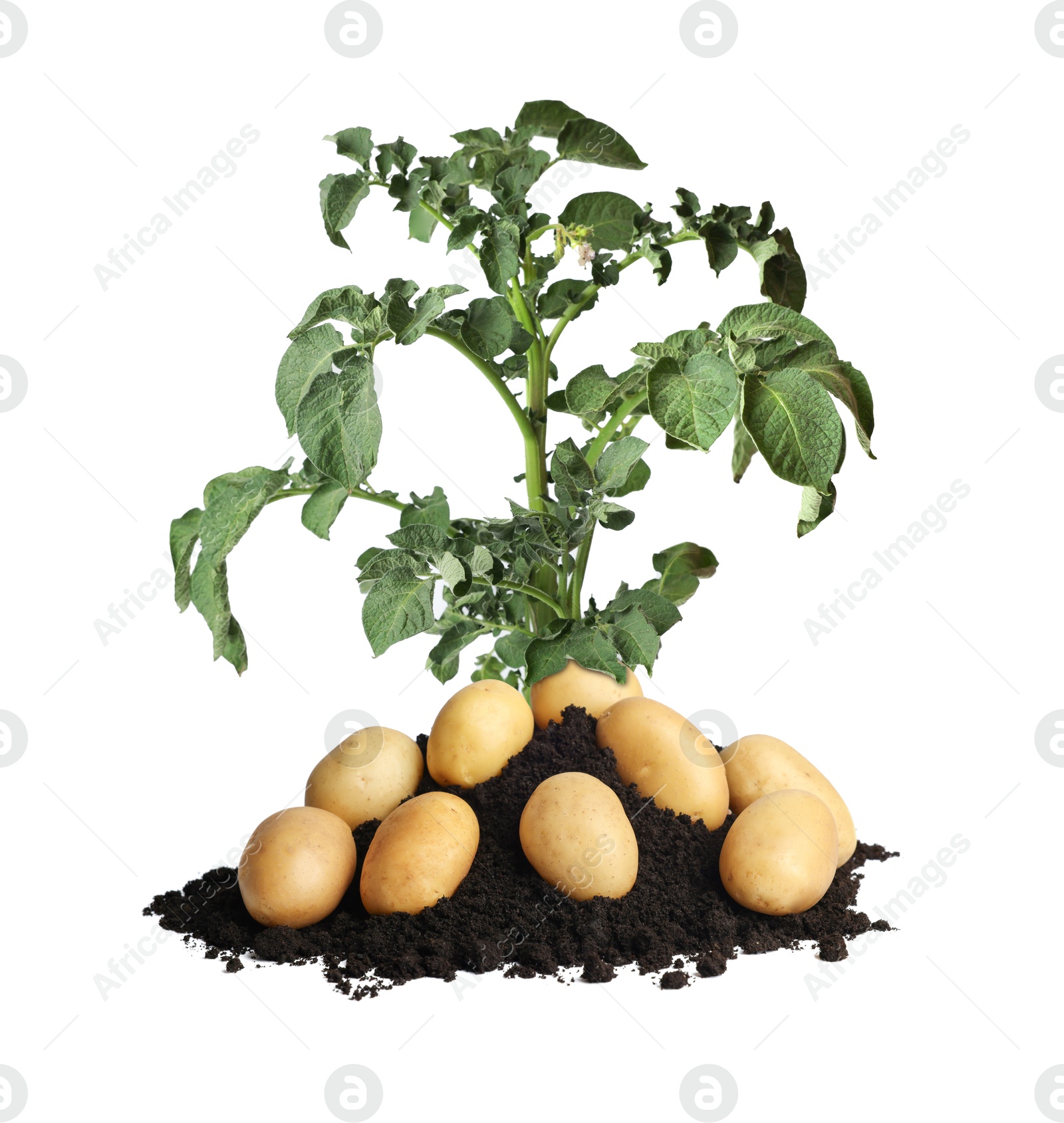 Image of Potato plant, soil and tubers isolated on white