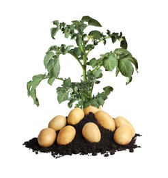 Image of Potato plant, soil and tubers isolated on white