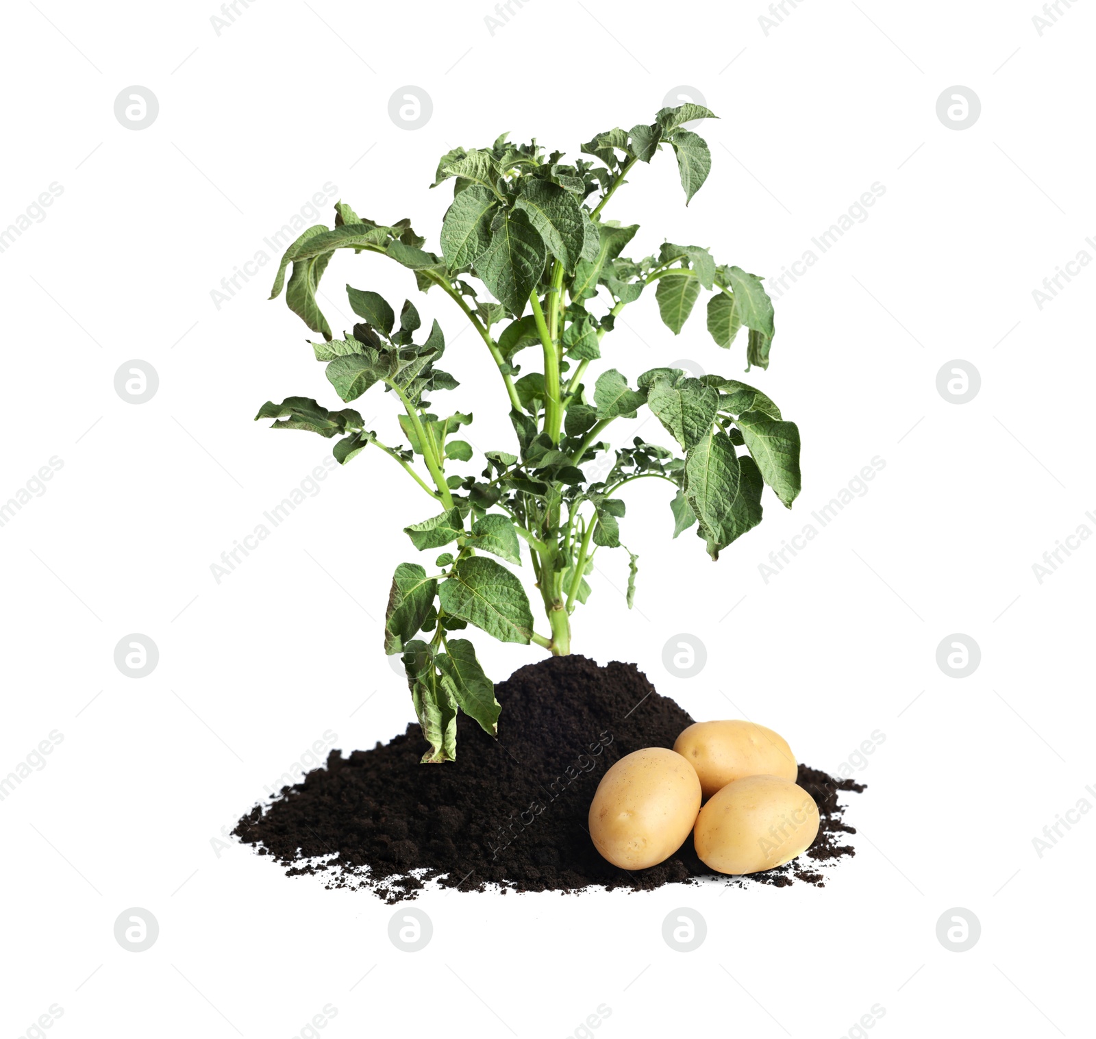 Image of Potato plant, soil and tubers isolated on white