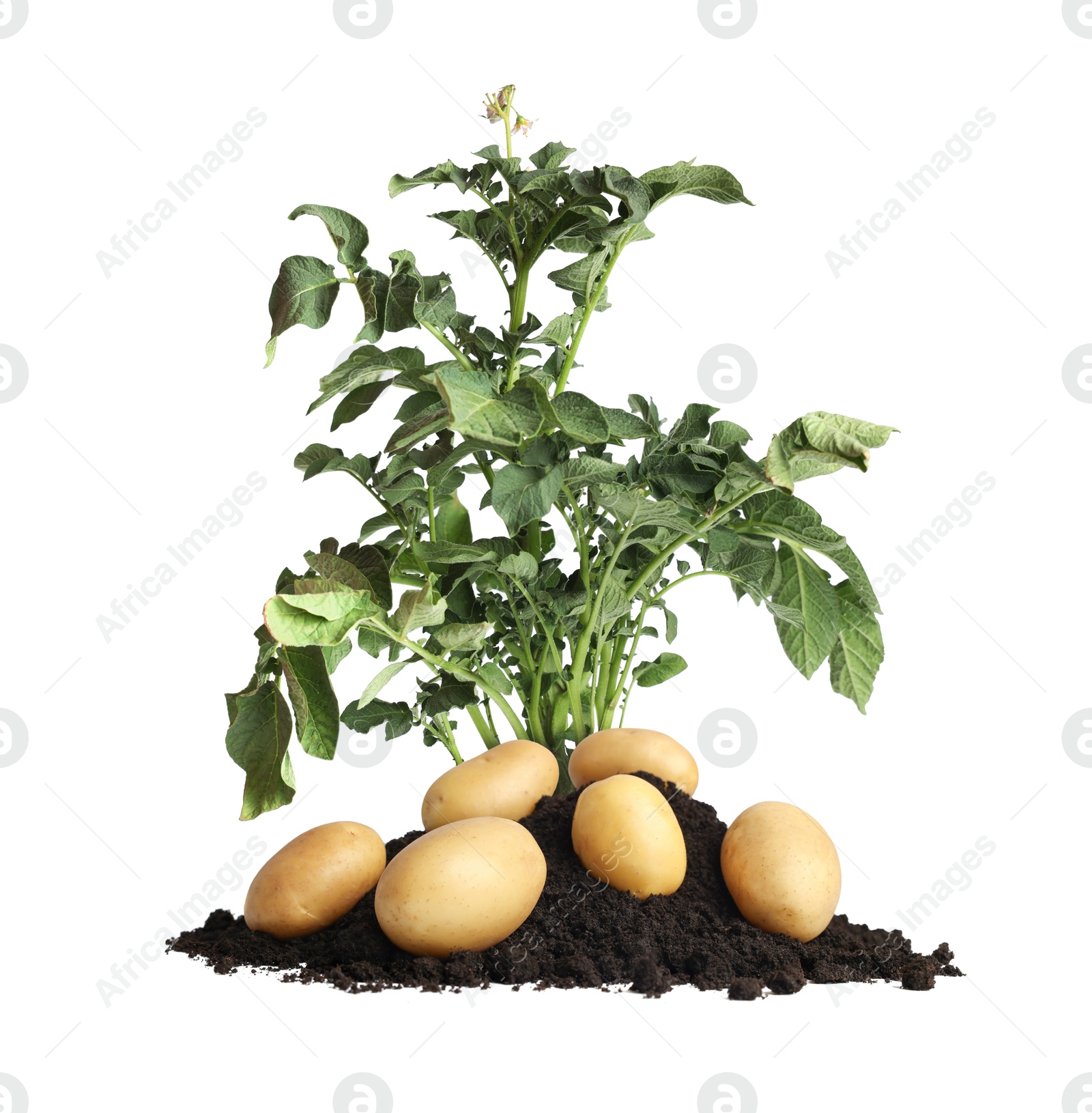 Image of Potato plant, soil and tubers isolated on white