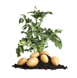 Image of Potato plant, soil and tubers isolated on white