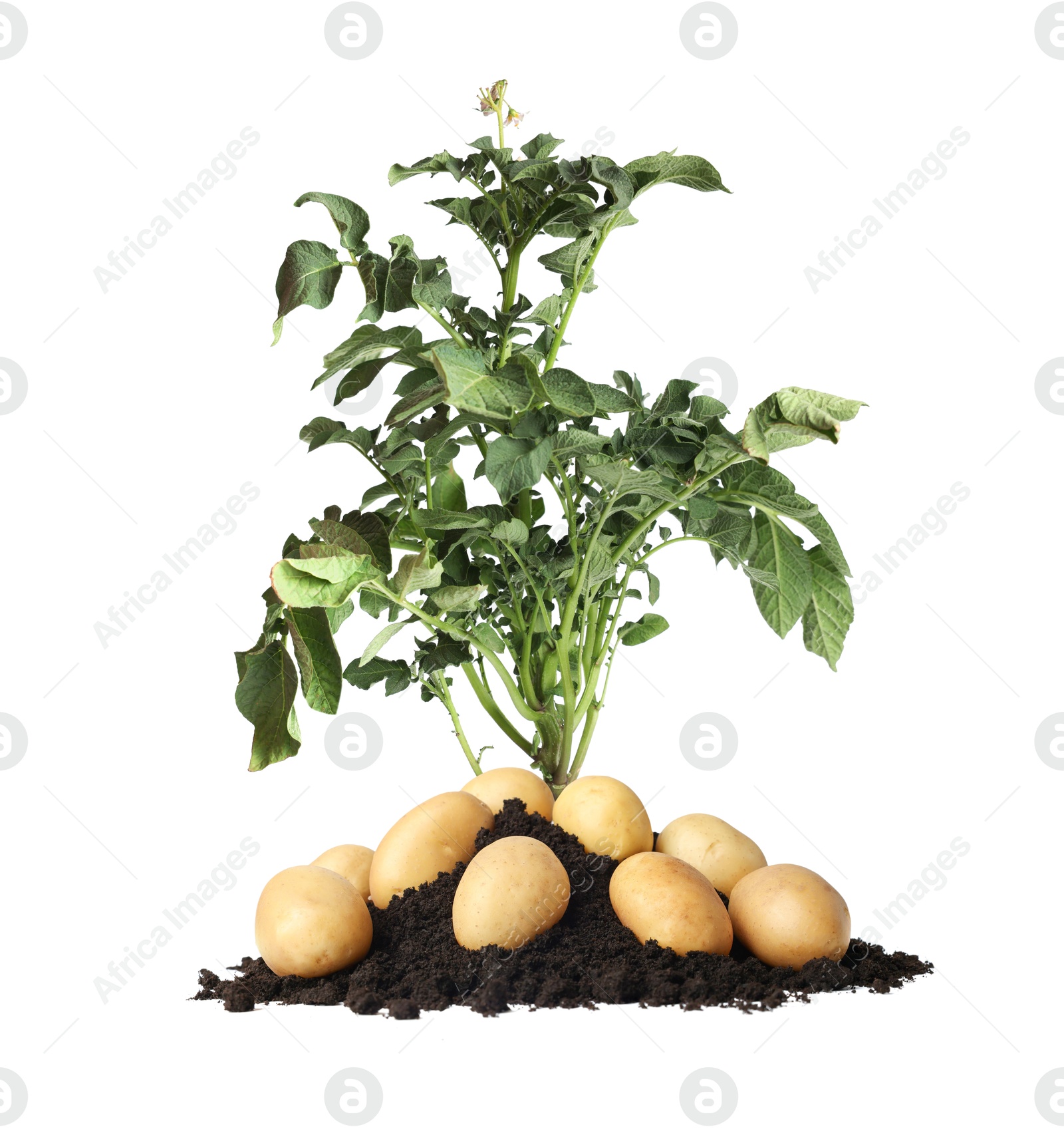 Image of Potato plant, soil and tubers isolated on white