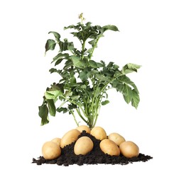 Image of Potato plant, soil and tubers isolated on white